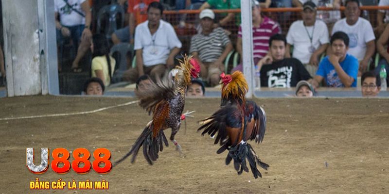 tt88 đăng nhập mậu binh khuyến mãi