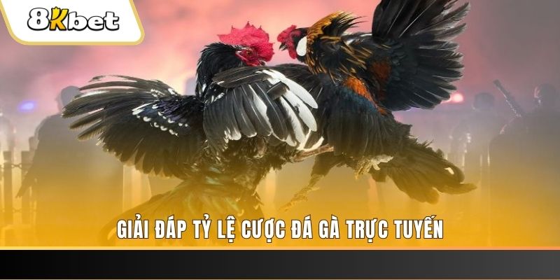 tt88 trực tiếp đá gà thomo